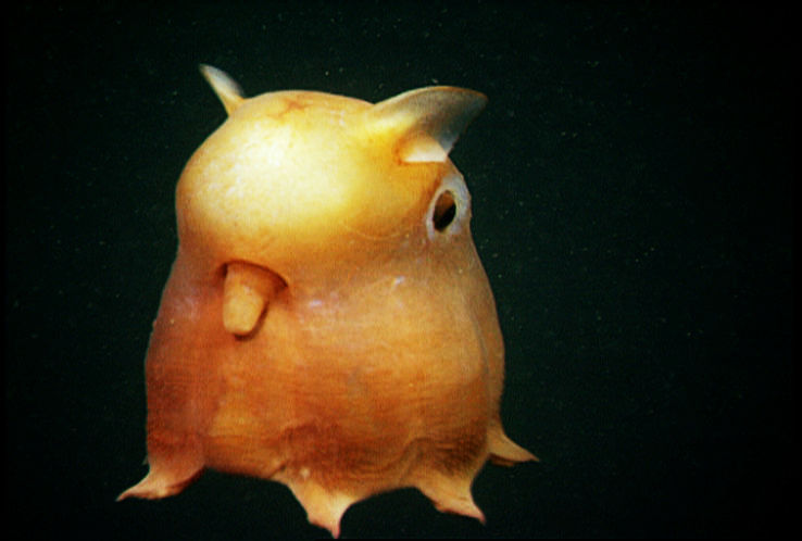 Dumbo Octopus